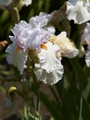 Iris Silver Shower-1 Kosaciec